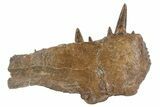 Xiphactinus Pre-Maxillary with Teeth - Smoky Hill Chalk, Kansas #62791-1
